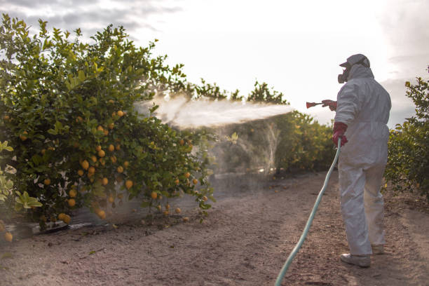 Best Affordable Pest Control Services  in Desert Hot Springs, CA