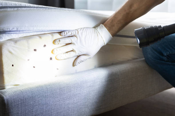 Best Emergency Pest Control  in Desert Hot Springs, CA